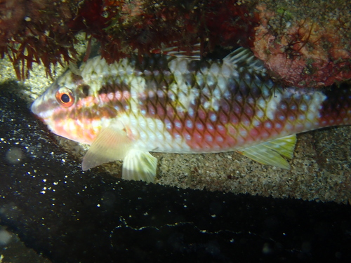 Parupeneus ciliatus observed 2026-08-18