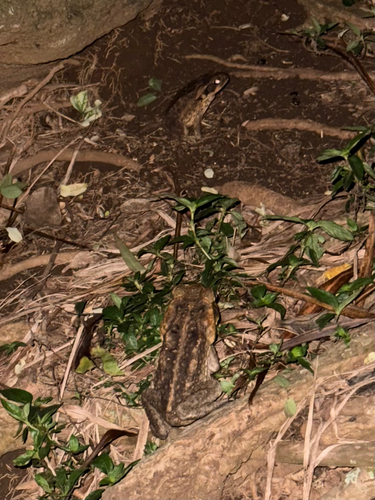 Rhinella marina observed 2026-08-17