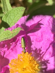 Chrysanthia flavipes