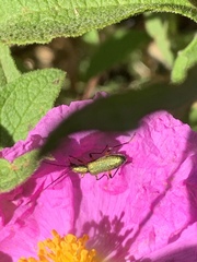 Chrysanthia flavipes