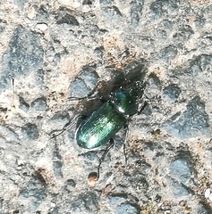 Platycerus caraboides