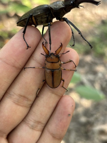 Common Red Stag Beetle