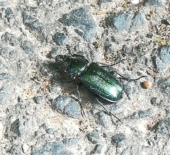 Platycerus caraboides