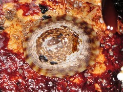 Testudinalia testudinalis