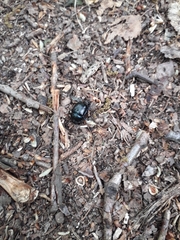 Anoplotrupes stercorosus