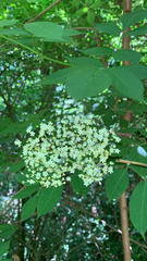 Sambucus nigra