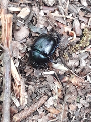 Anoplotrupes stercorosus