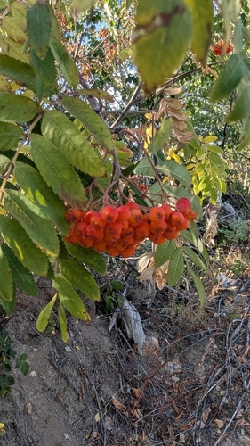 European mountain ash