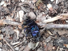 Anoplotrupes stercorosus