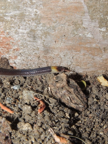 Pacific Longtail Snake, Enulius flavitorques