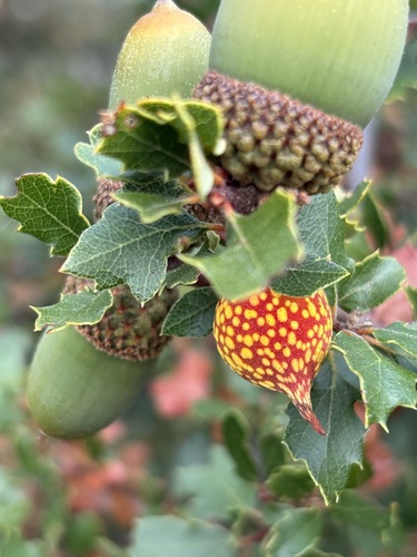 Beaked Twig Gall Wasp seen in Sonoma Valley
