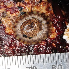 Testudinalia testudinalis