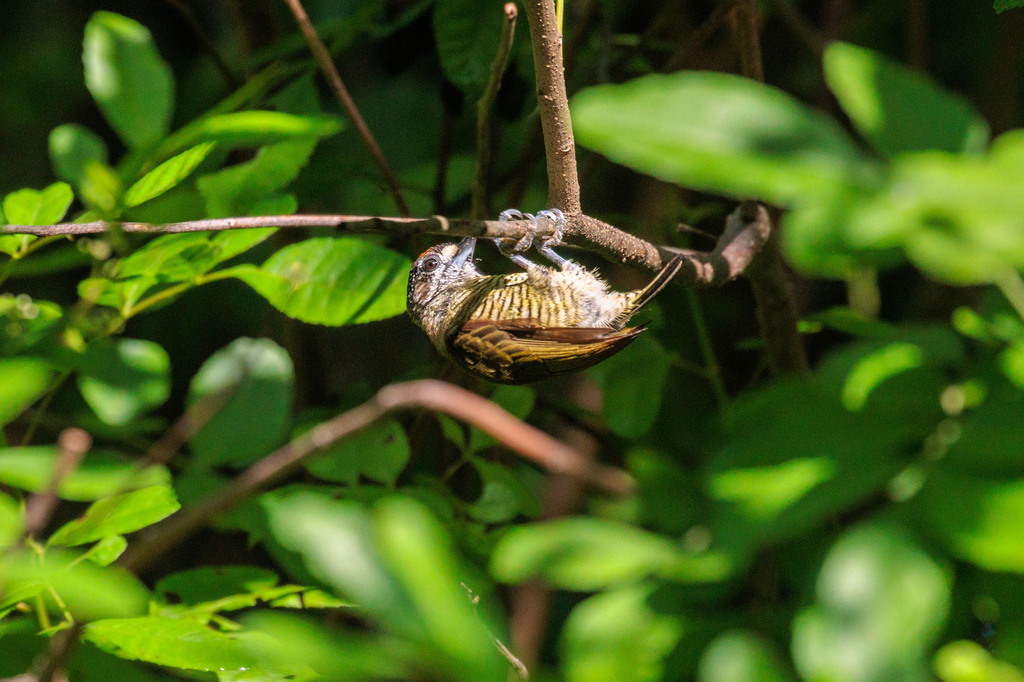 Golden-spangled Piculet (Pernambuco)