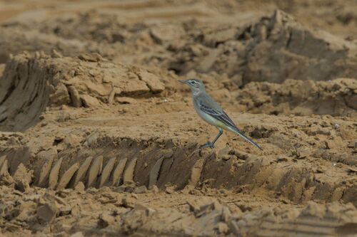 Western Yellow Wagtail