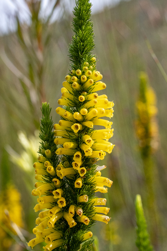 Erica patersonia, photograph 2