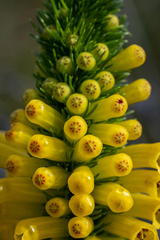 Erica patersonia
