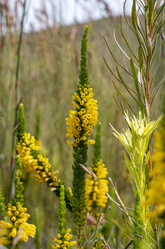 Erica patersonia, photograph 3