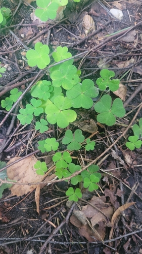 European wood-sorrel