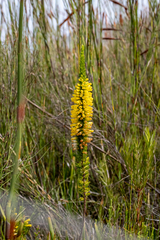 Erica patersonia, photograph (c) magriet b, some rights reserved (CC BY-SA)