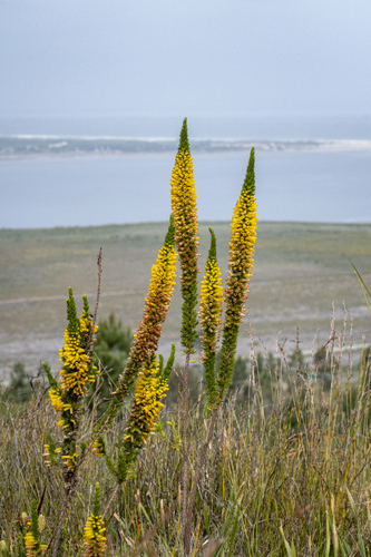 Erica patersonia, photograph 5
