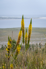 Erica patersonia, photograph (c) magriet b, some rights reserved (CC BY-SA)