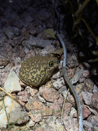 Couch's Spadefoot