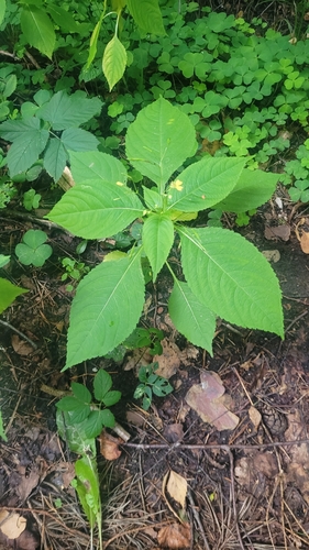 small balsam