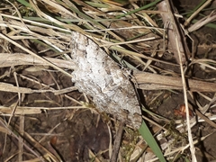 Paradarisa consonaria