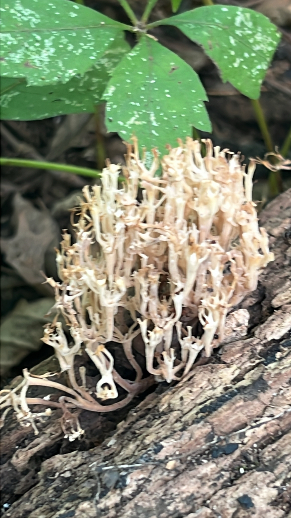 crown-tipped coral fungus · August 2026 · photo: Photo: (c) glennteschendorf, some rights reserved (CC BY) · iNaturalist