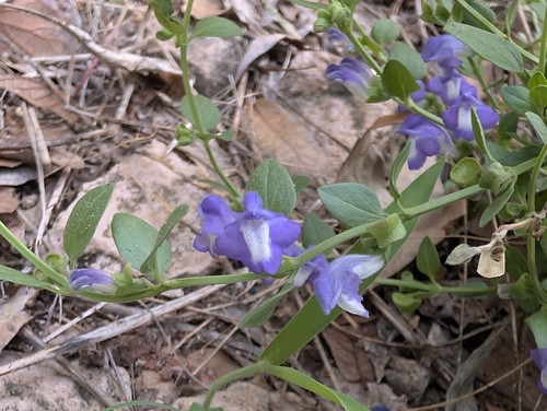 Scutellaria potosina, photograph 2