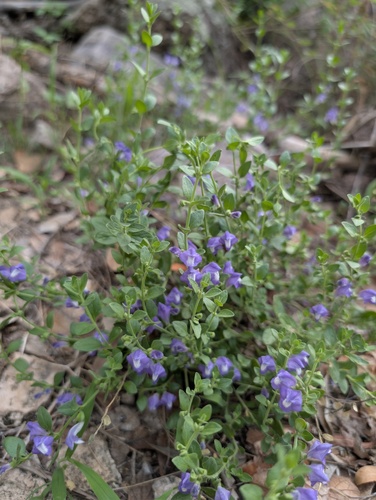 Scutellaria potosina, photograph 1