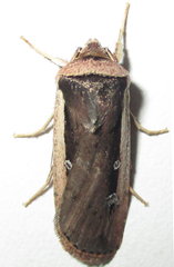 Ochropleura leucogaster