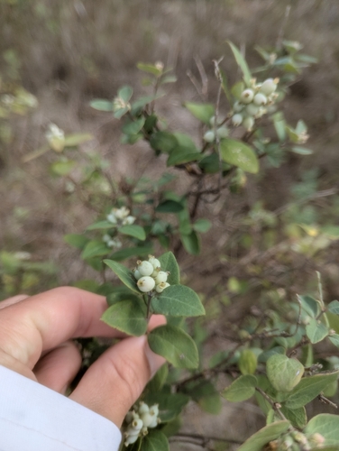 Western Snowberry