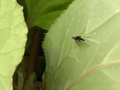 Chrysanthemyia rhagioniformis