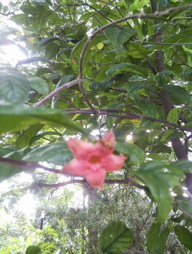 Wrightia dubia