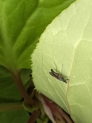 Chrysanthemyia rhagioniformis