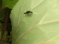 Chrysanthemyia rhagioniformis