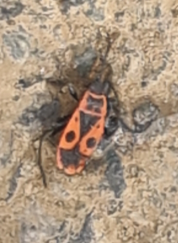 European Firebug