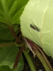 Chrysanthemyia rhagioniformis