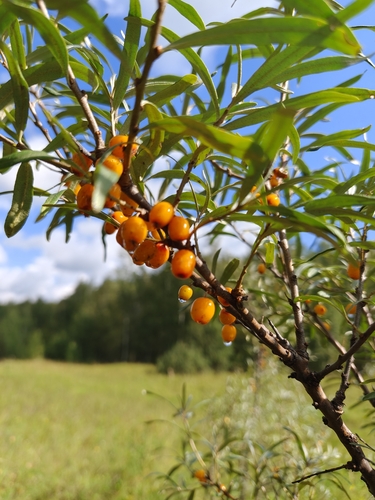 Sea-buckthorn