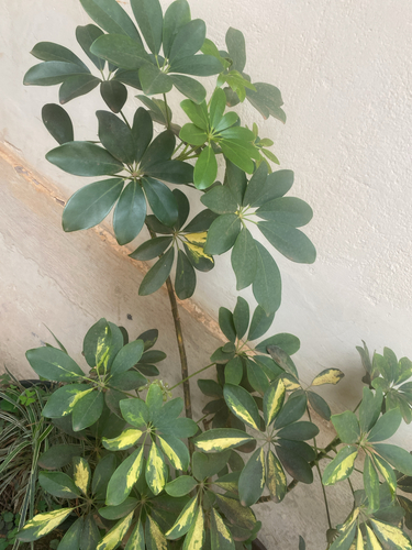 Miniature umbrella tree