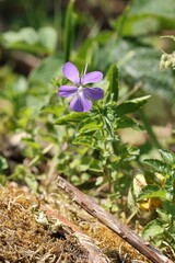 Viola cornuta