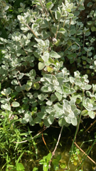 Helichrysum petiolare