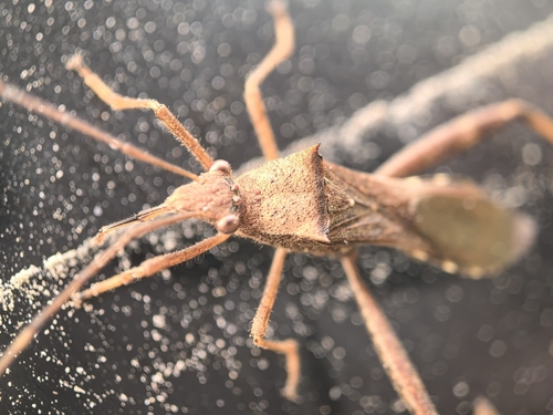 Riptortus pedestris