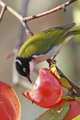 Melithreptus chloropsis
