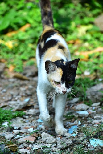 Domestic Cat