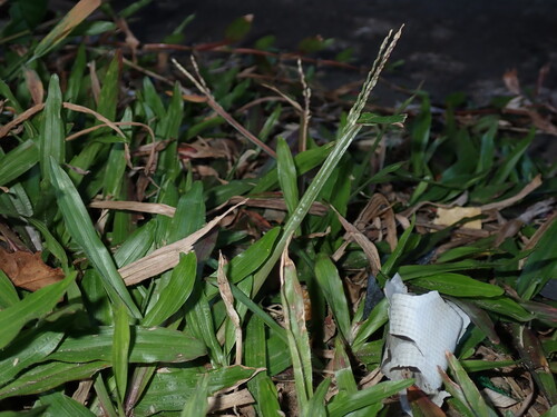 Axonopus compressus, photograph 4