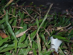 Axonopus compressus, photograph (c) chiuluan, some rights reserved (CC BY)