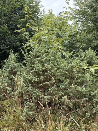 sycamore maple