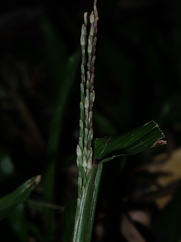 Axonopus compressus, photograph 3